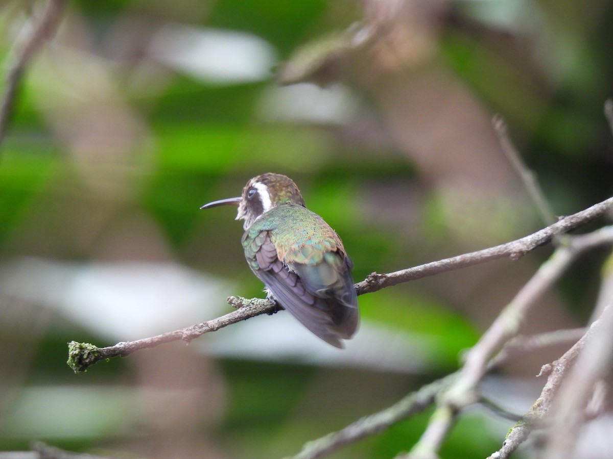 White-eared Hummingbird - ML620354470