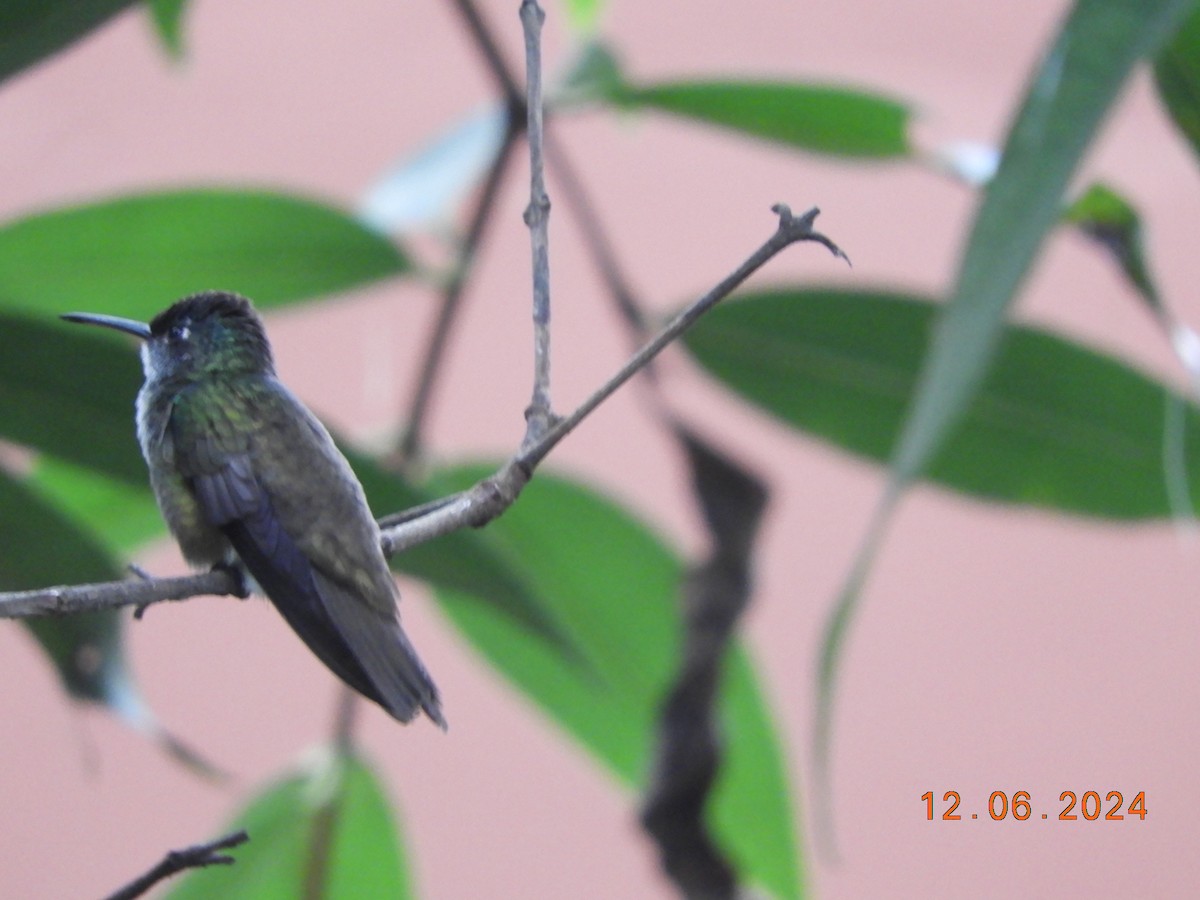 kolibřík azurovotemenný - ML620354476
