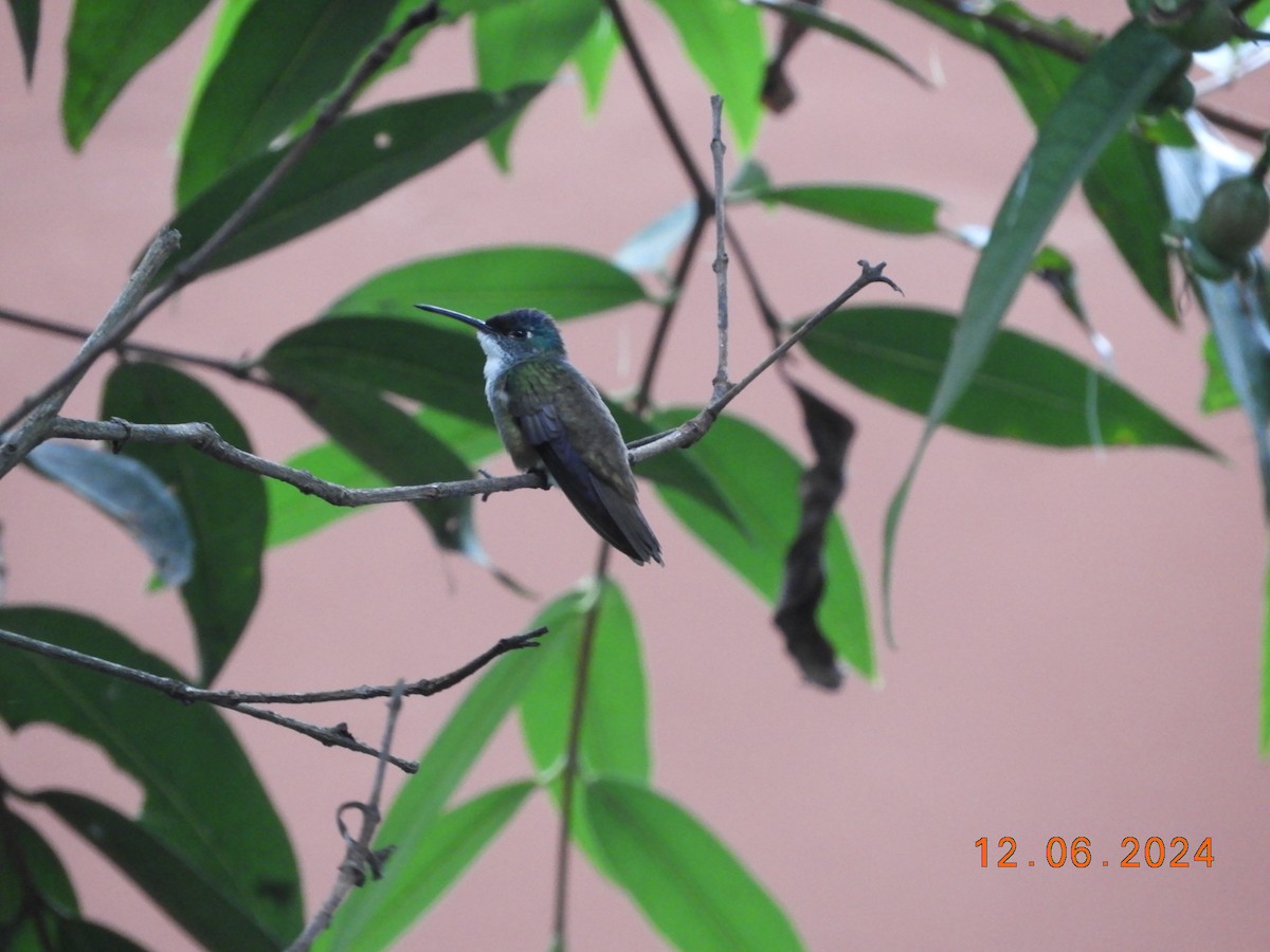 kolibřík azurovotemenný - ML620354477