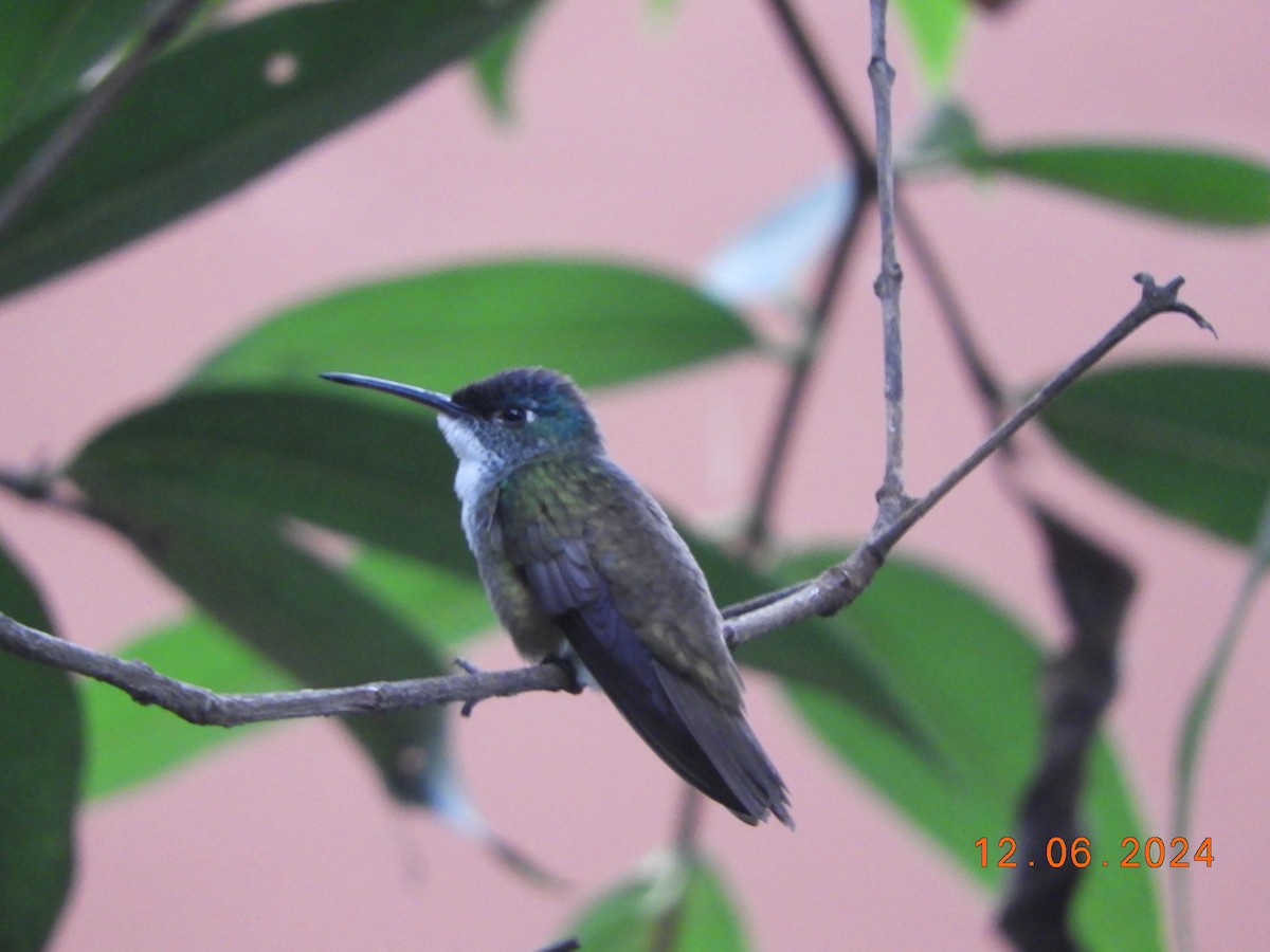 kolibřík azurovotemenný - ML620354478