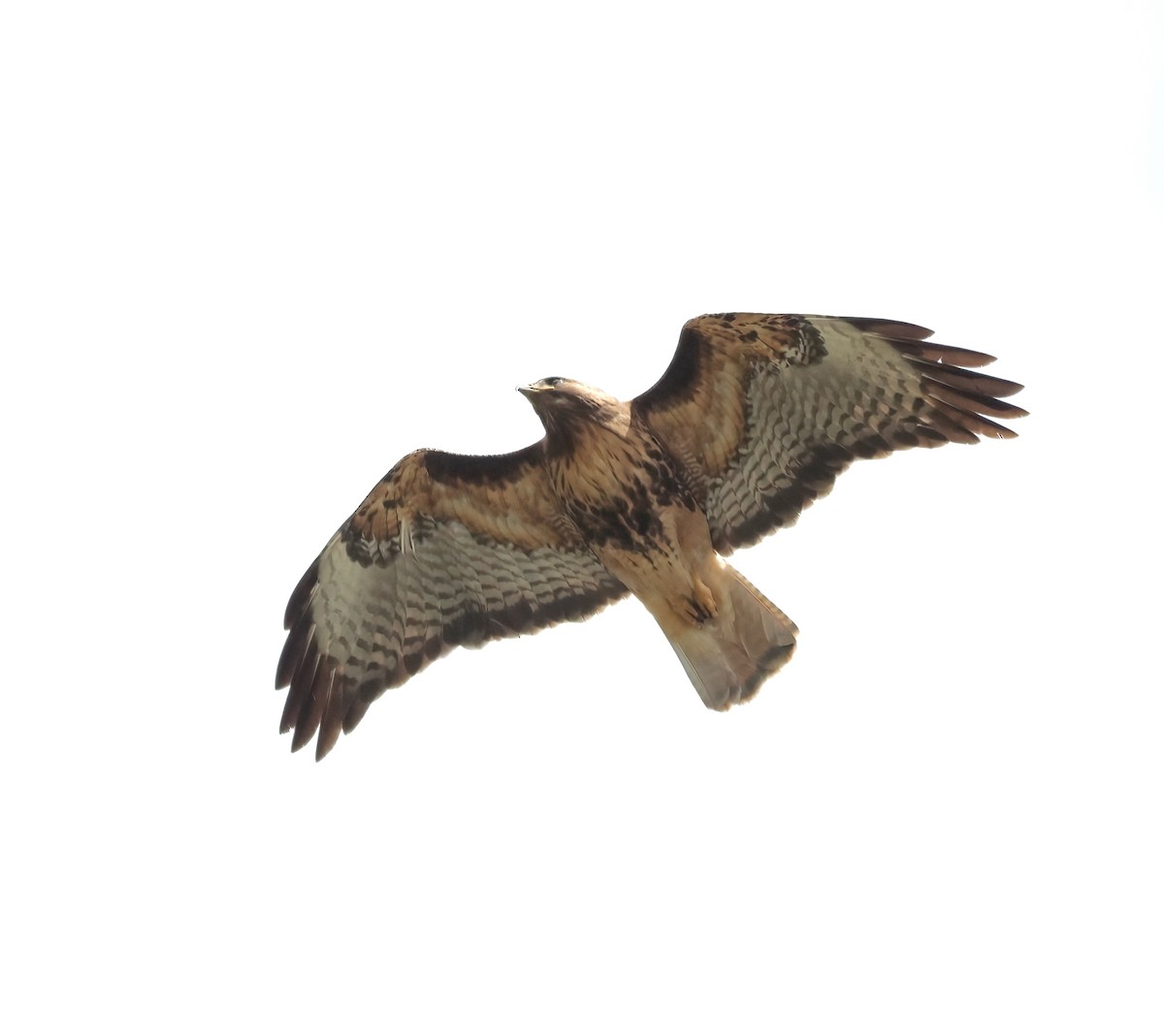 Red-tailed Hawk - ML620354481
