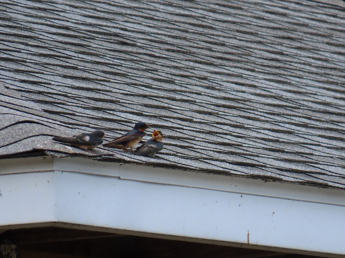 Barn Swallow - ML620354482