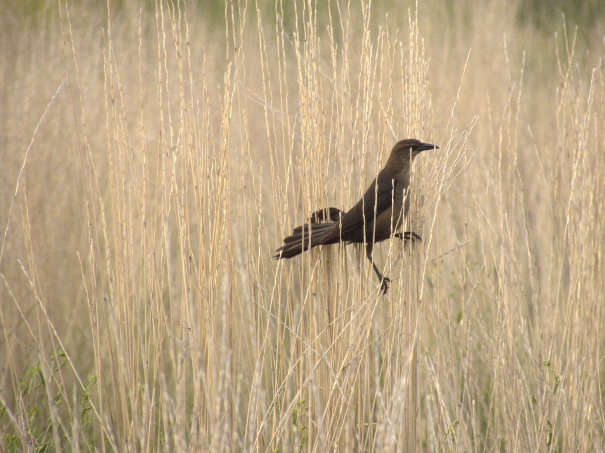 Great-tailed Grackle - ML620354483