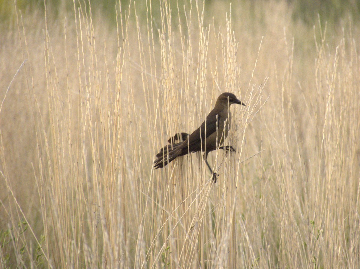 Great-tailed Grackle - ML620354484
