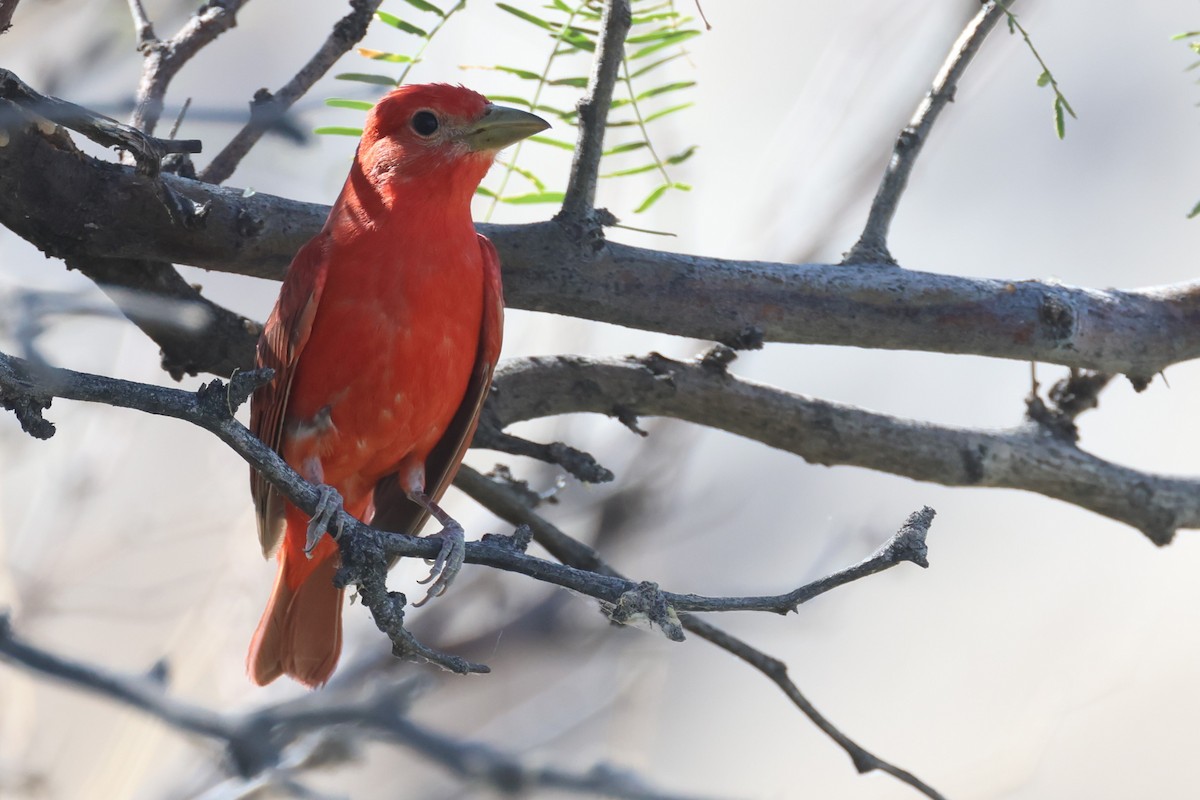 Summer Tanager - ML620354486