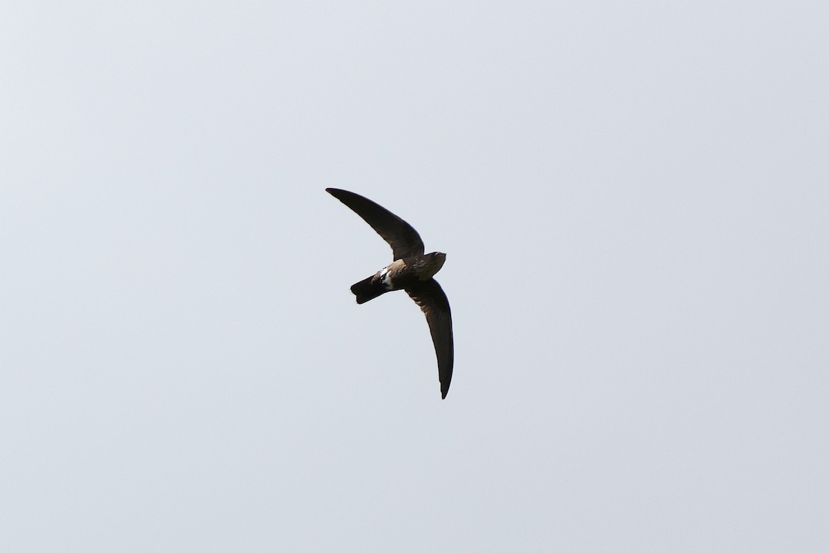 Mottled Spinetail - ML620354487