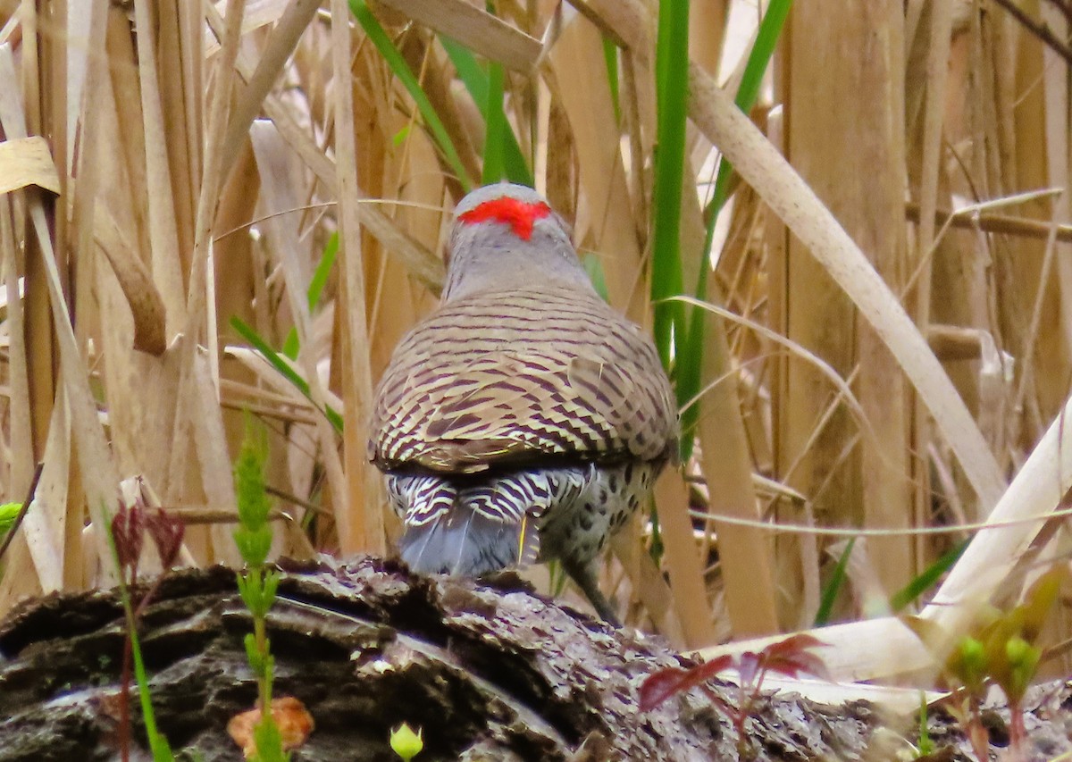 Northern Flicker - Alfred Scott