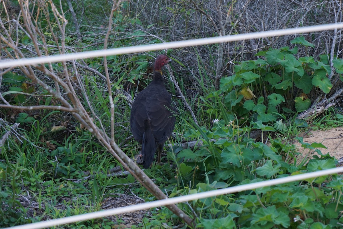 Australian Brushturkey - ML620354494