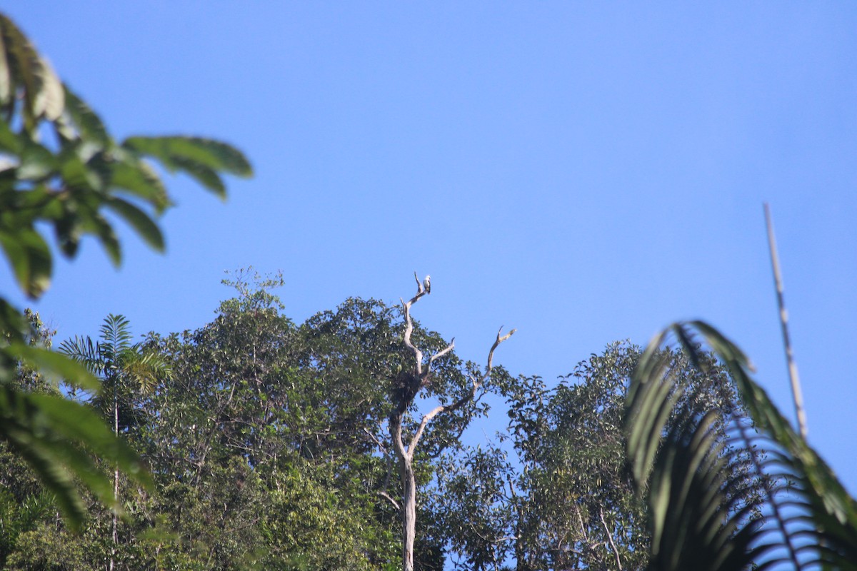 White Hawk - Estuardo Tamayo