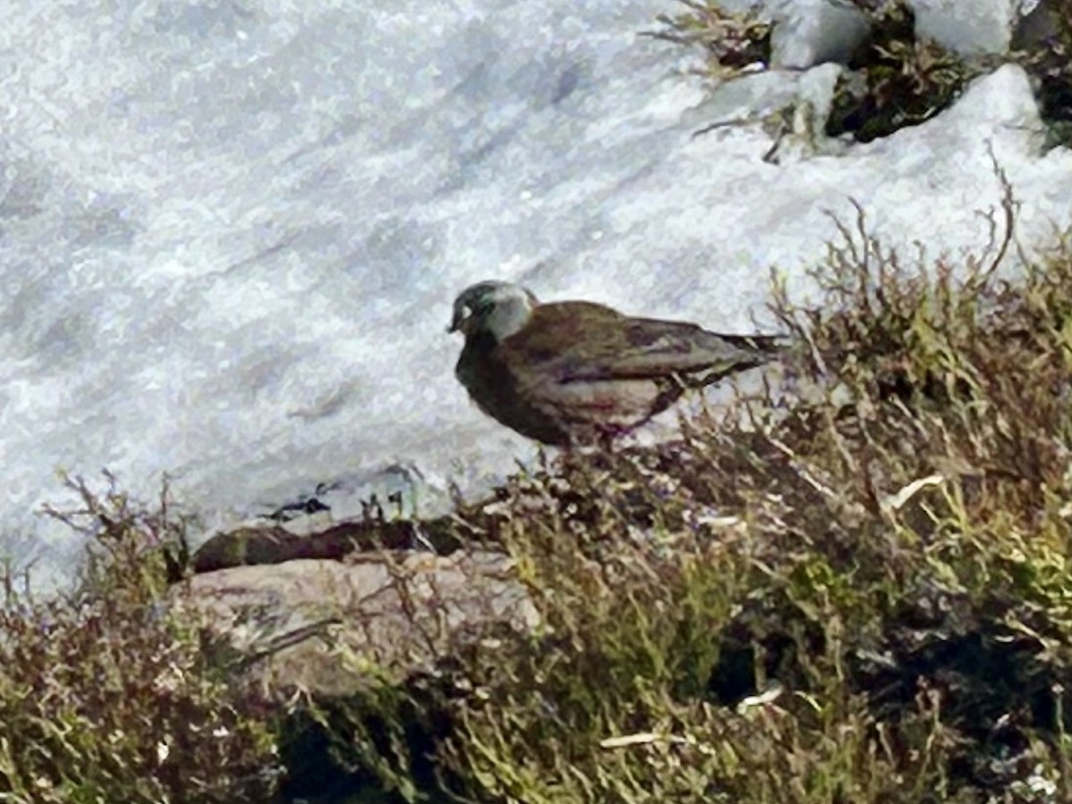 Gray-crowned Rosy-Finch - ML620354517