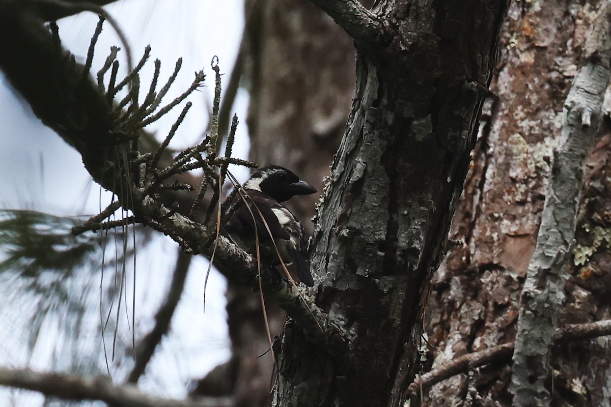 White-eared Barbet - ML620354527