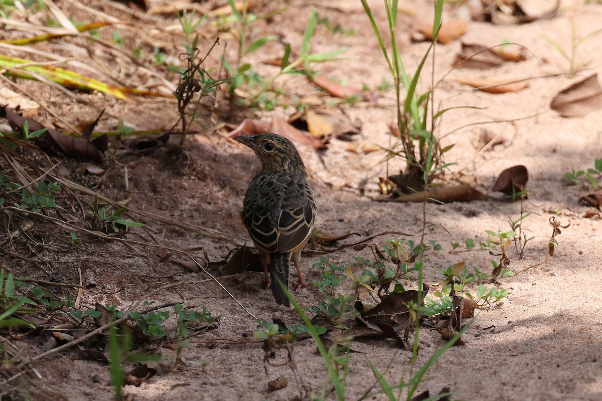 Flappet Lark - ML620354542