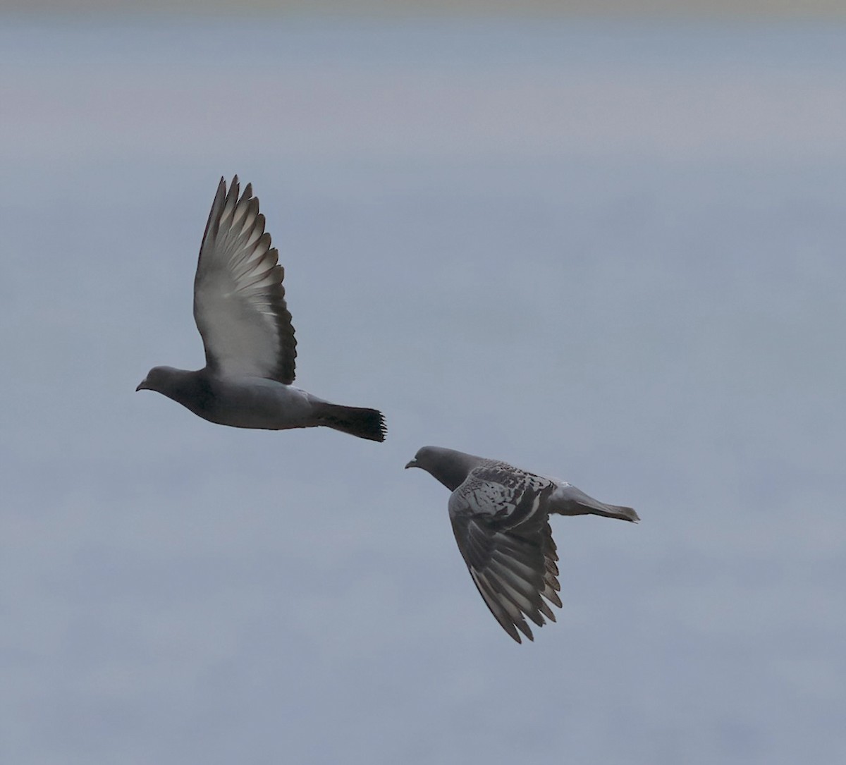 Rock Pigeon (Feral Pigeon) - ML620354543