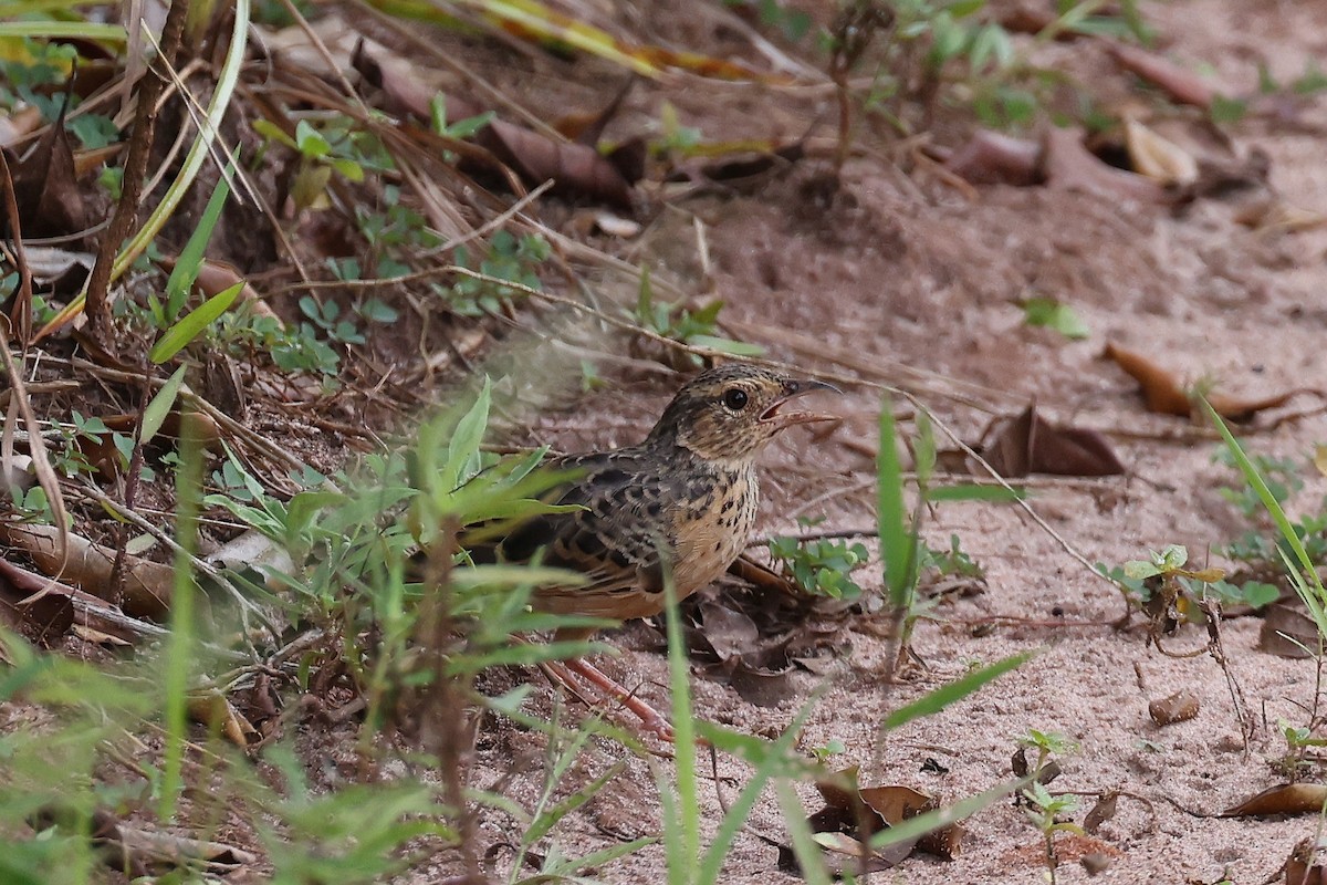 Flappet Lark - ML620354544