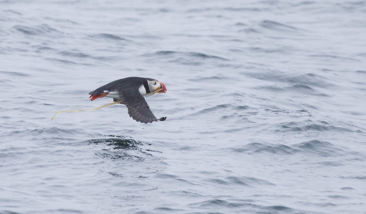 Atlantic Puffin - ML620354550