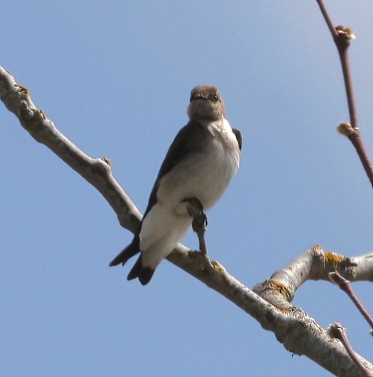 Northern Rough-winged Swallow - ML620354561