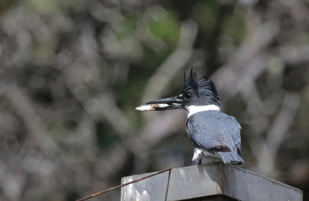 Belted Kingfisher - ML620354568