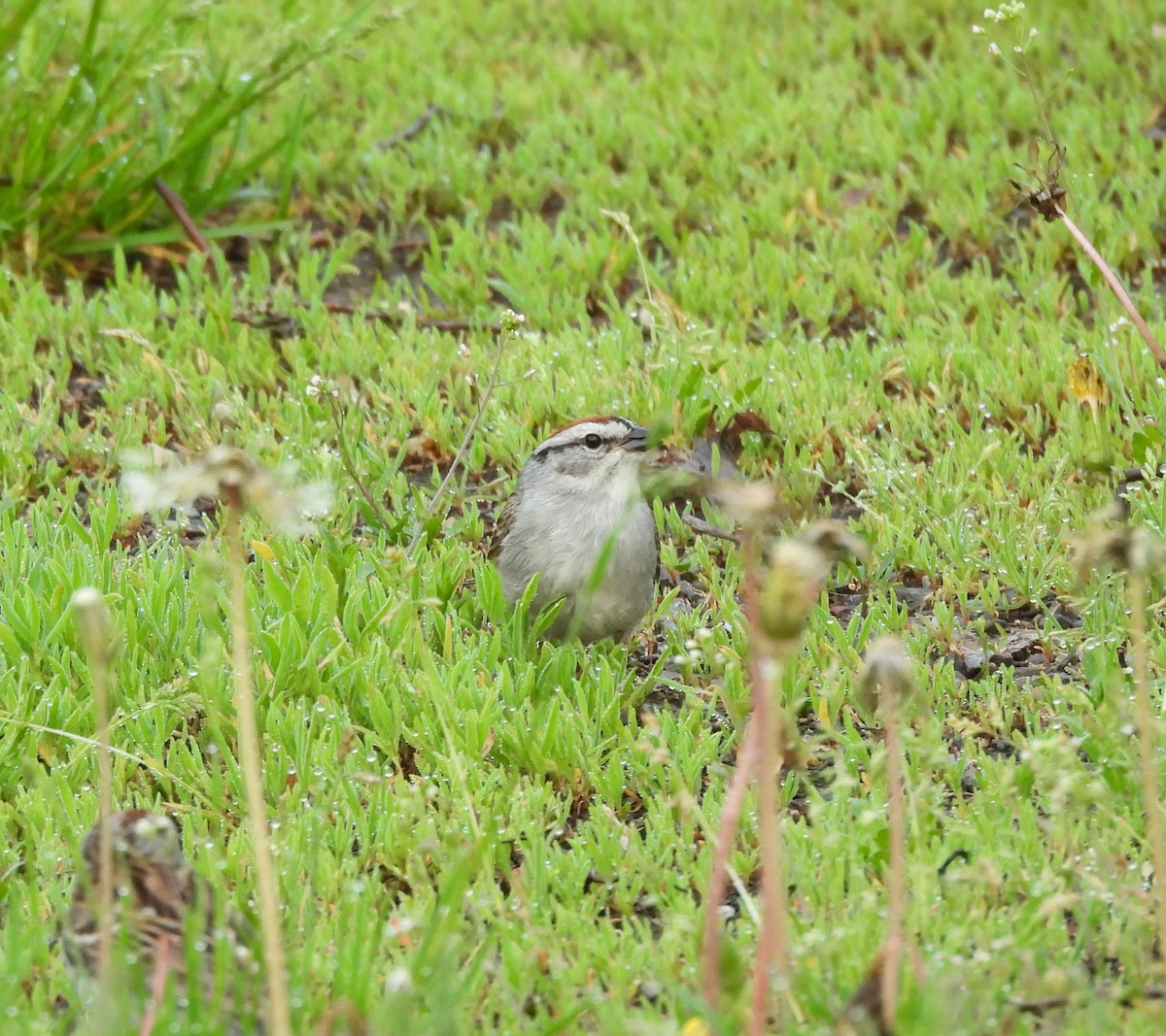 Chipping Sparrow - ML620354570