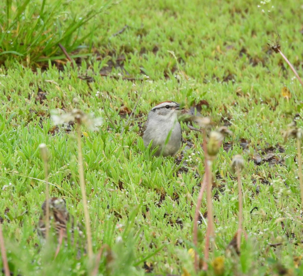 Chipping Sparrow - ML620354571