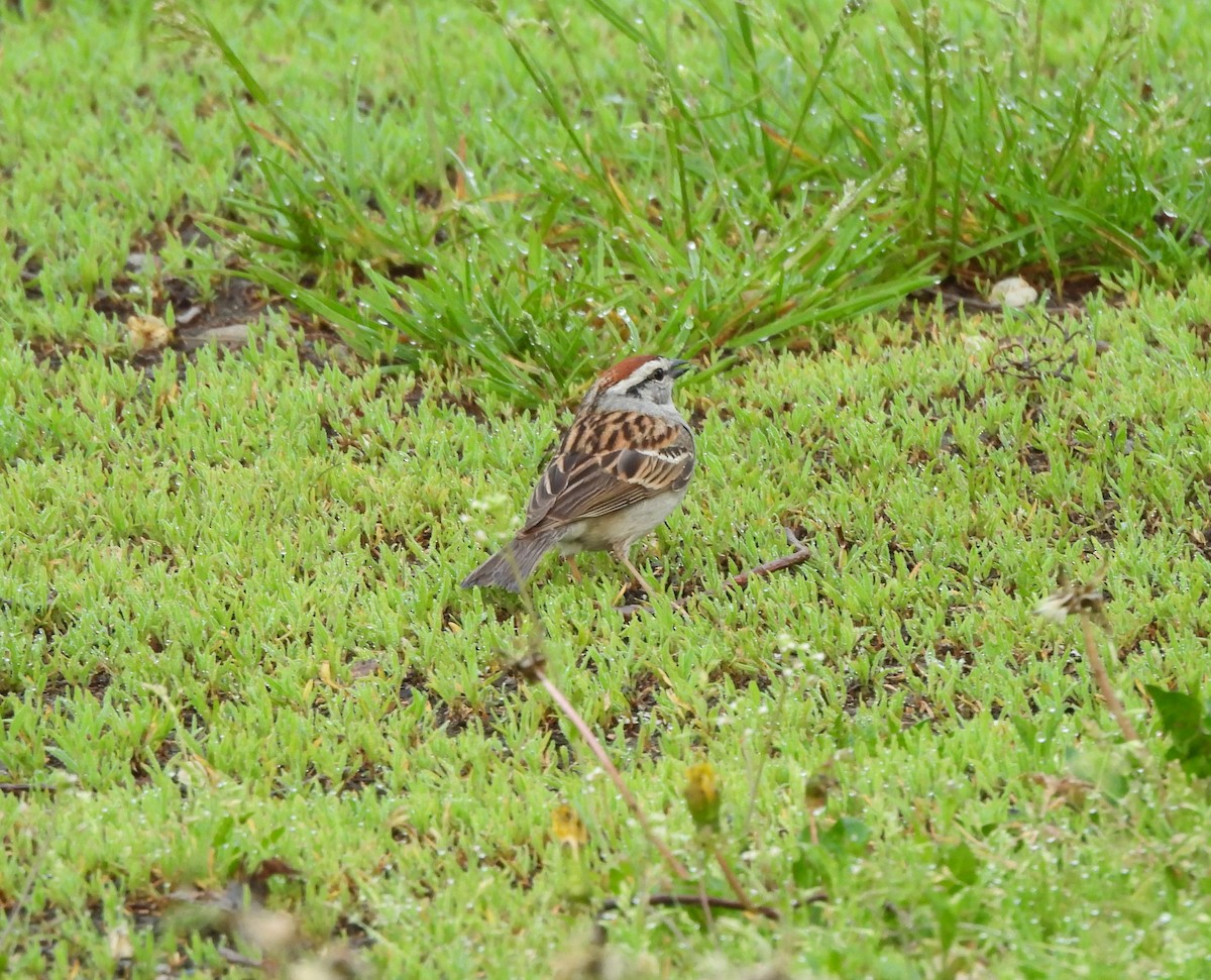 Chipping Sparrow - ML620354572