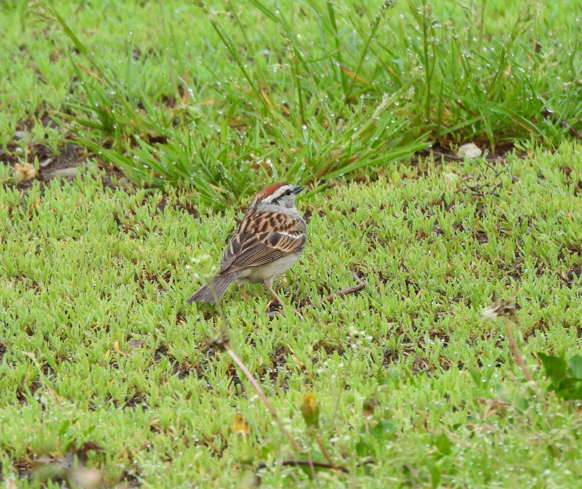 Chipping Sparrow - ML620354573