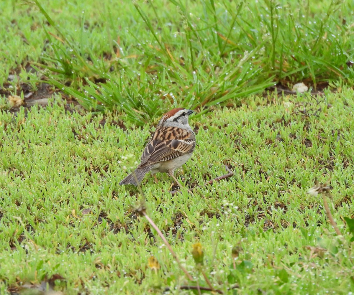 Chipping Sparrow - ML620354575