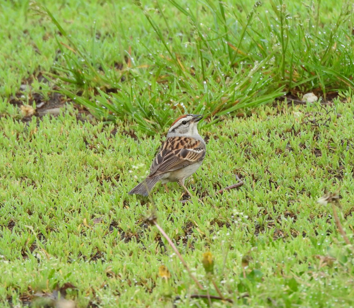 Chipping Sparrow - ML620354576