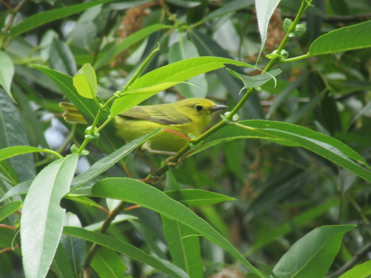 Yellow Warbler - ML620354580