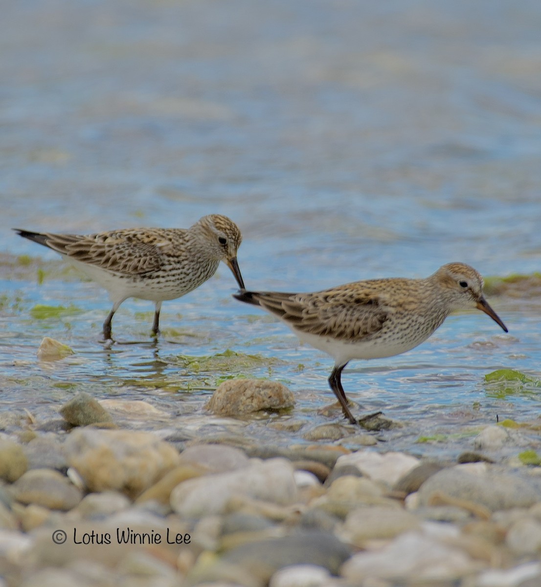 Weißbürzel-Strandläufer - ML620354585