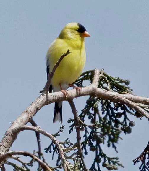 American Goldfinch - ML620354589