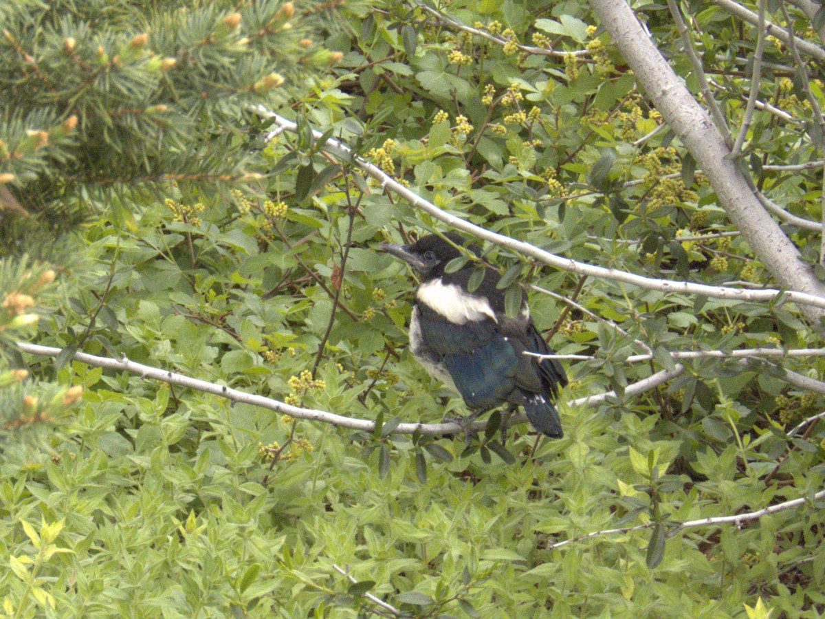 Black-billed Magpie - ML620354590