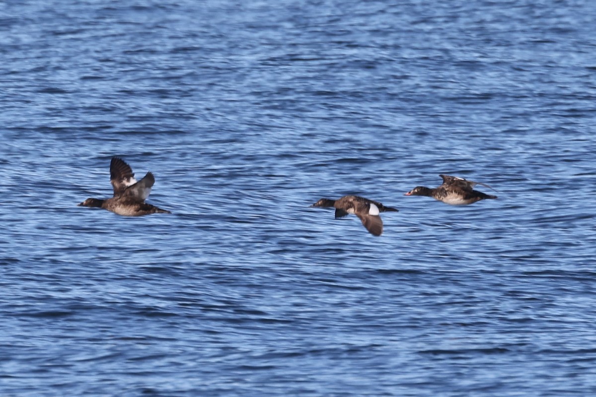 White-winged Scoter - ML620354598