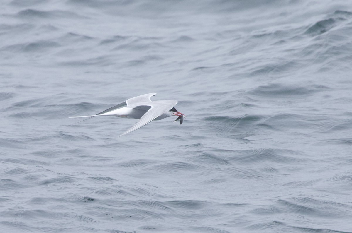 Arctic Tern - ML620354621