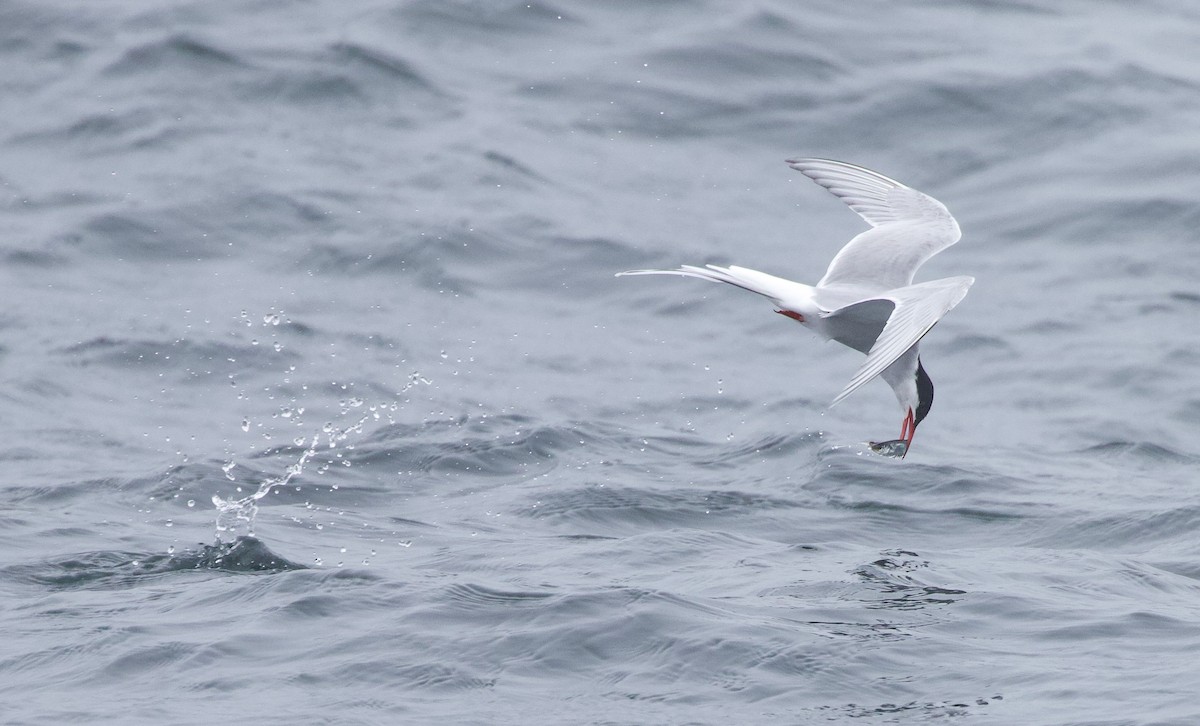 Arctic Tern - ML620354622