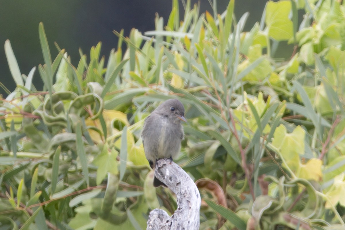 Eastern Wood-Pewee - ML620354629