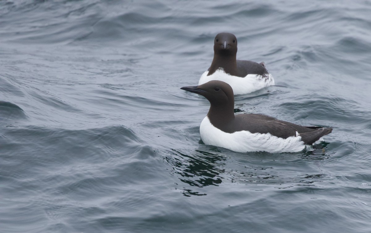 Common Murre - ML620354630