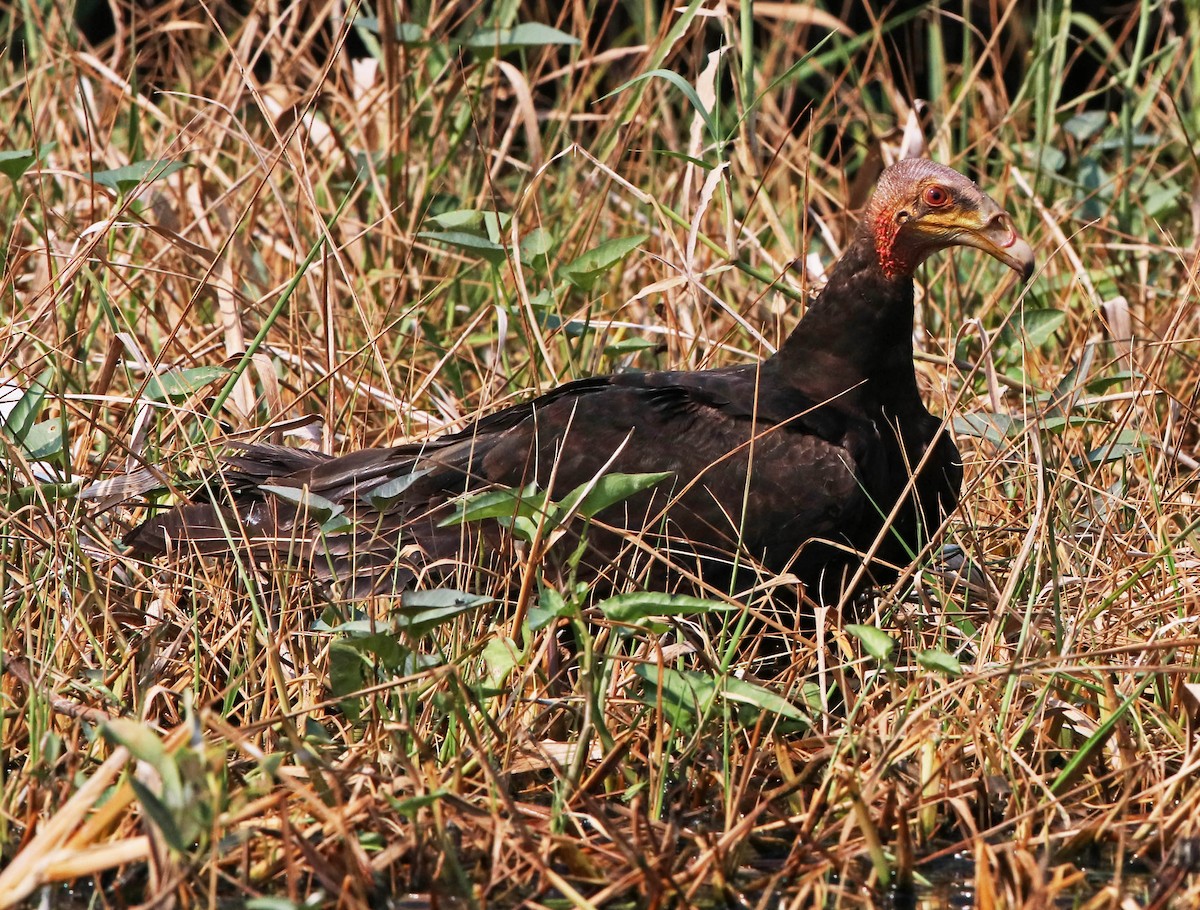 Lesser Yellow-headed Vulture - ML620354633