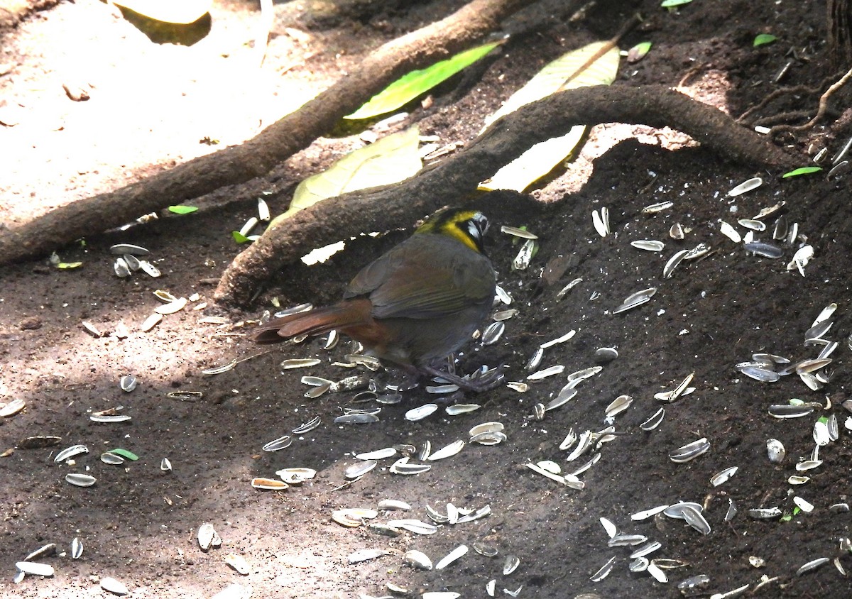 White-eared Ground-Sparrow - ML620354645