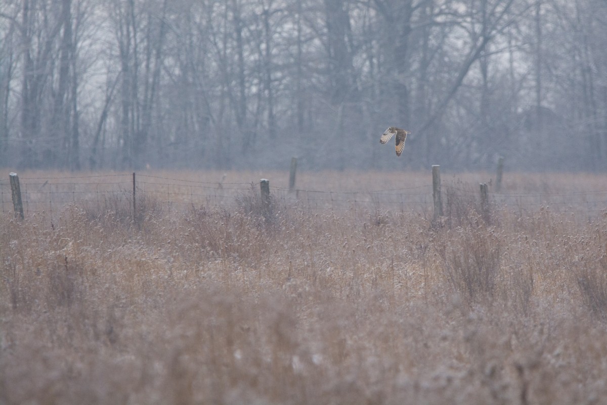 Short-eared Owl - ML620354649