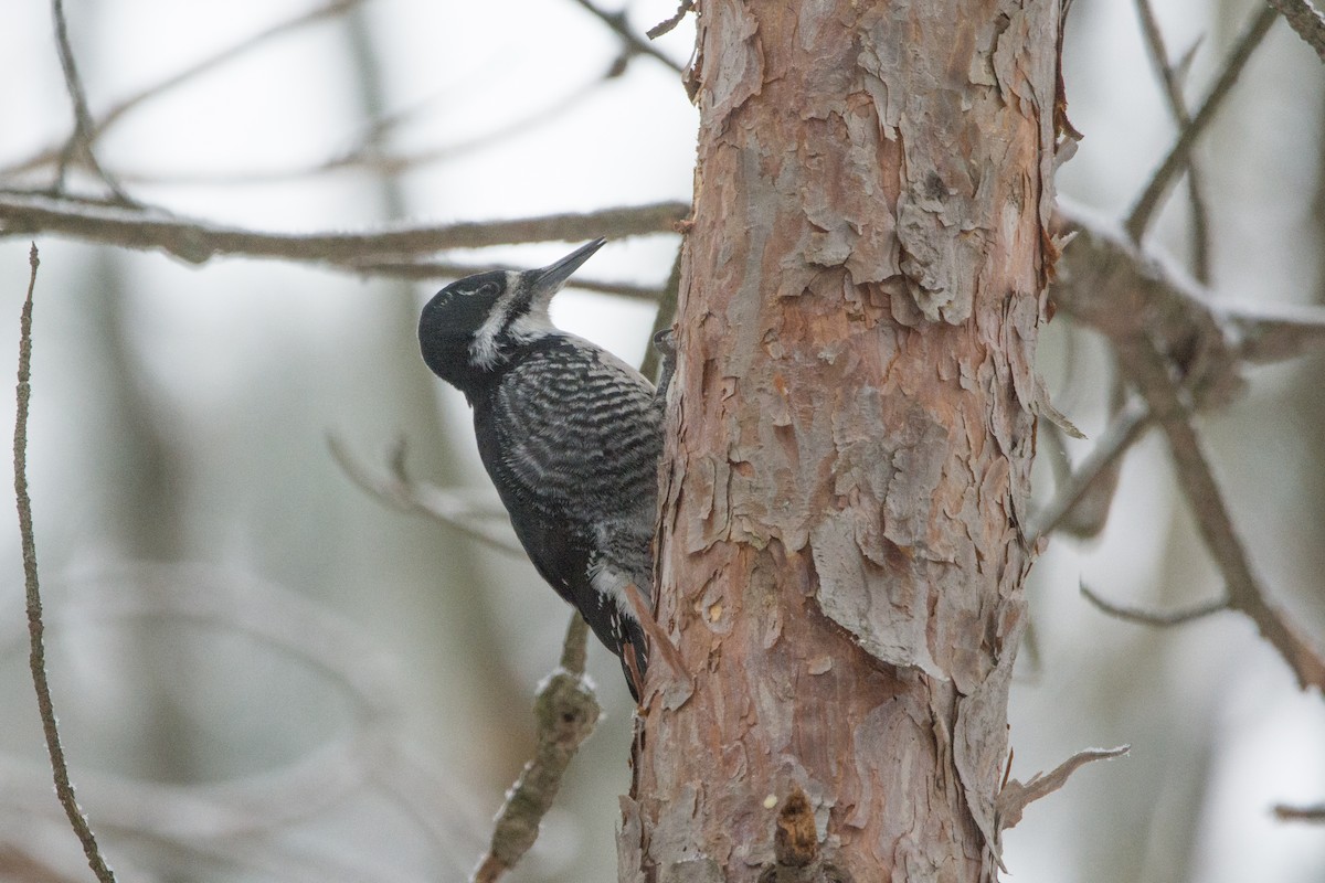 Black-backed Woodpecker - Gabriel Levac