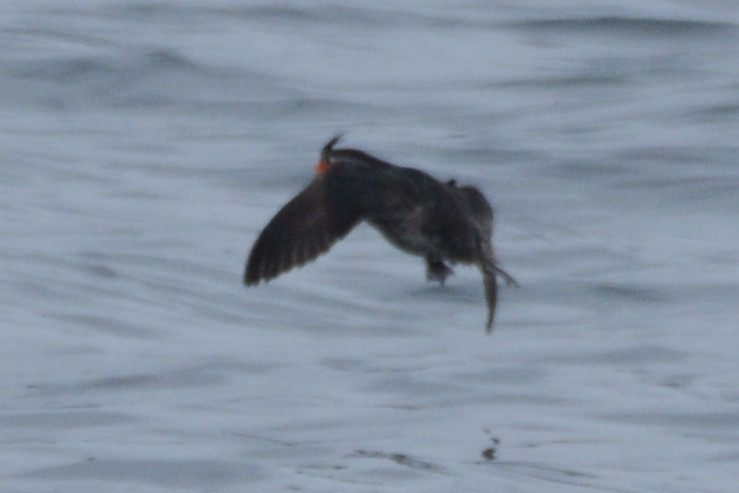 Crested Auklet - ML620354658