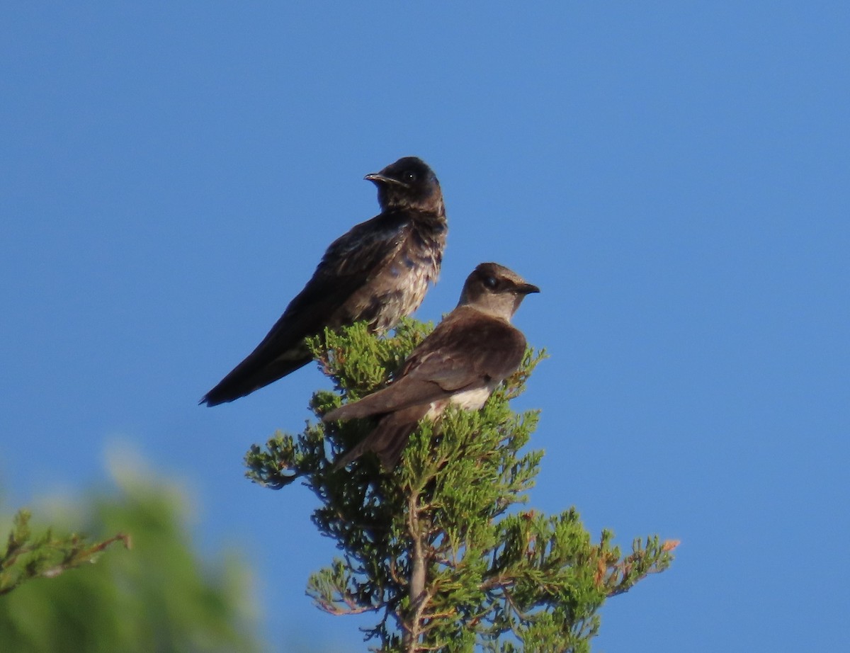 Purple Martin - ML620354681