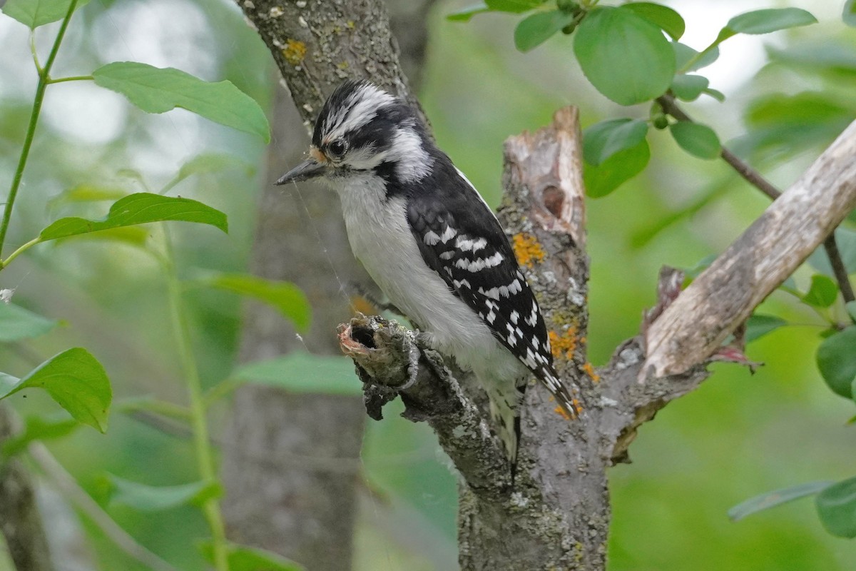 Downy Woodpecker - ML620354684