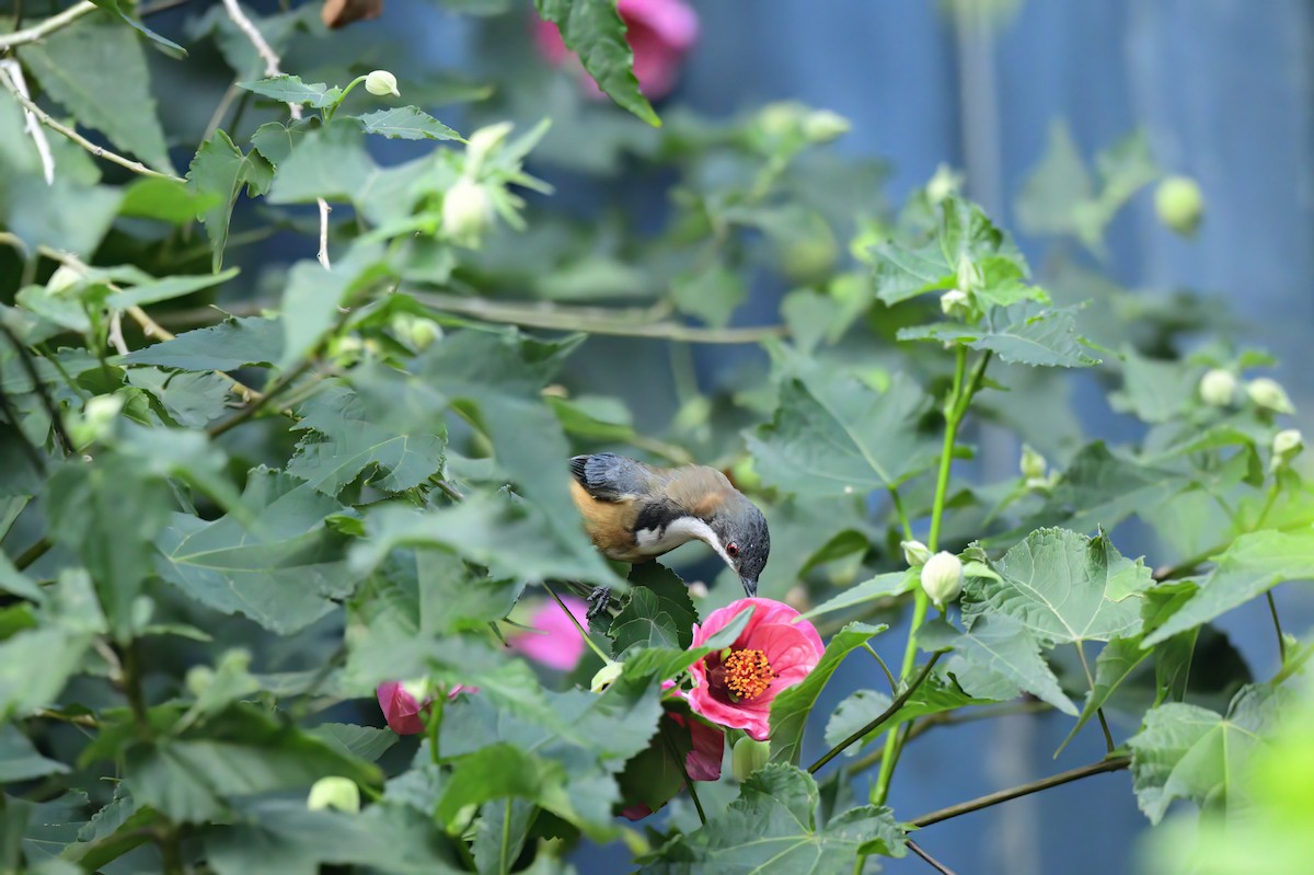 Eastern Spinebill - ML620354685