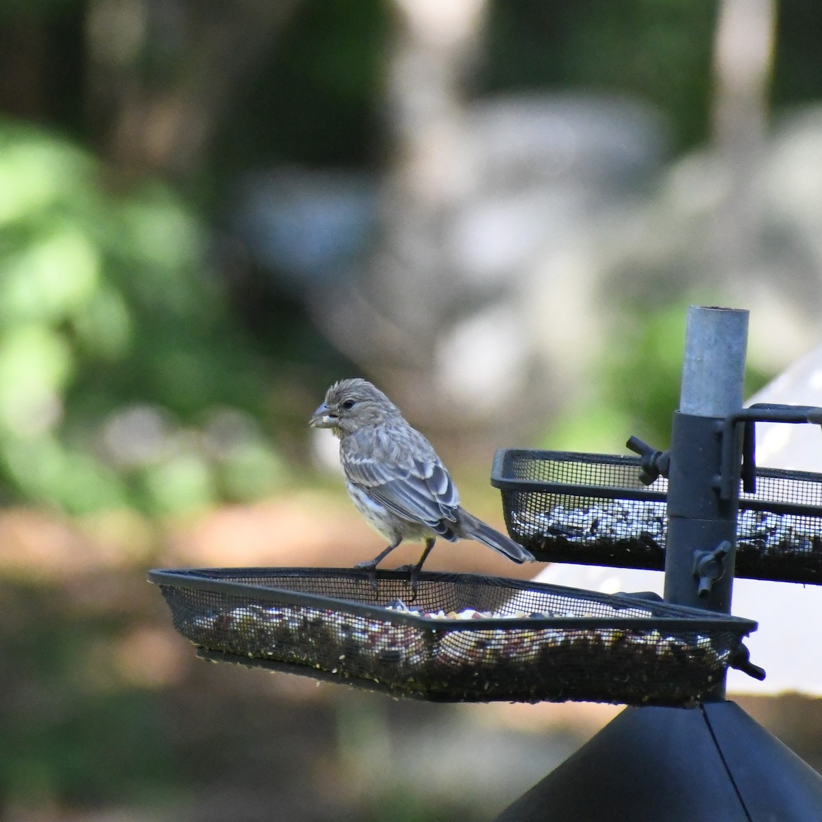 House Finch - ML620354690