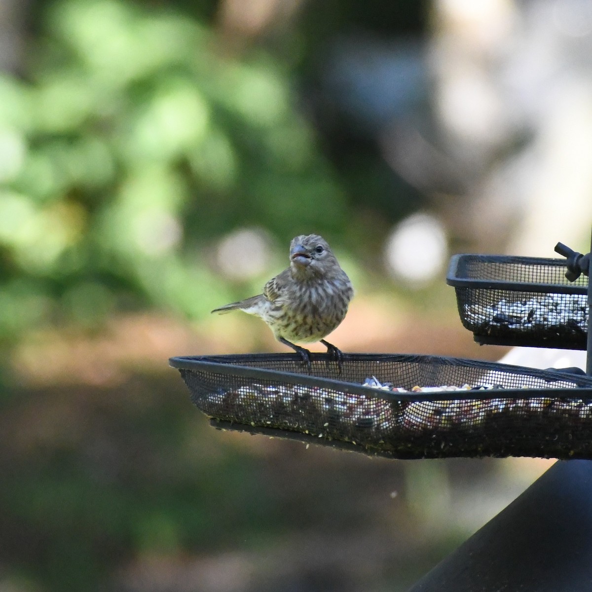 House Finch - ML620354691