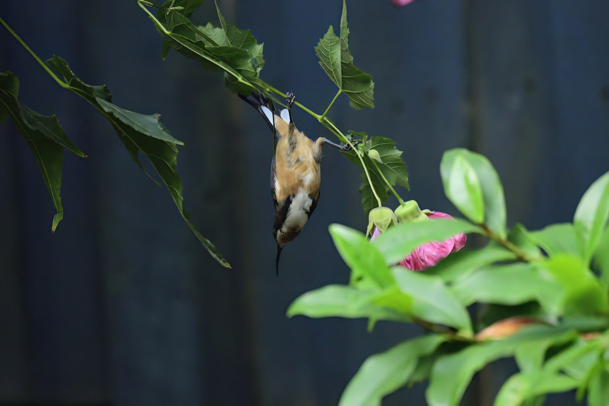 Eastern Spinebill - Ken Crawley