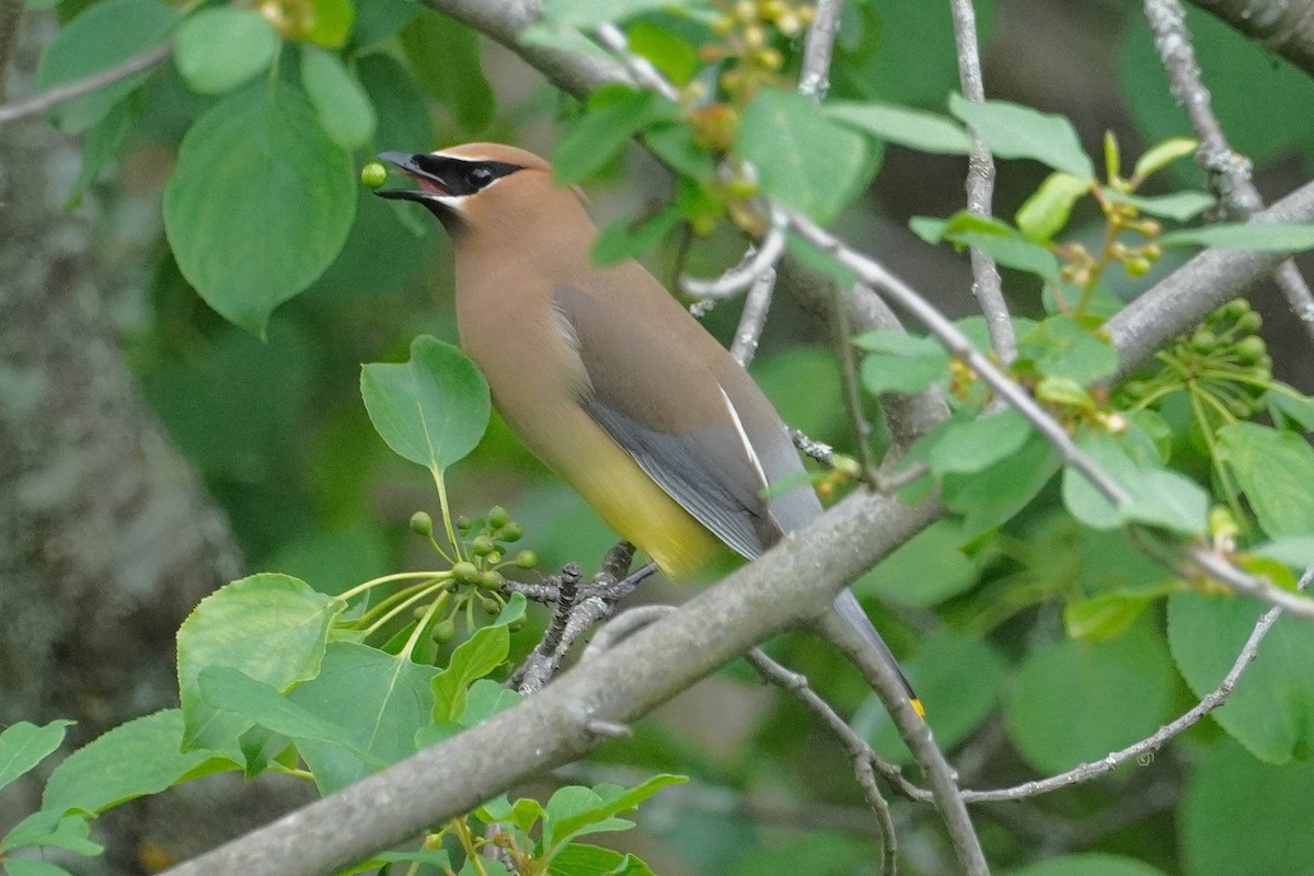 Cedar Waxwing - ML620354719