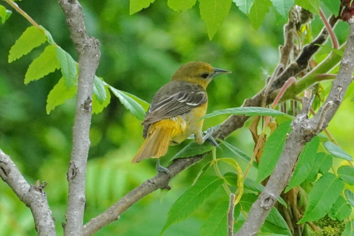 Baltimore Oriole - ML620354722