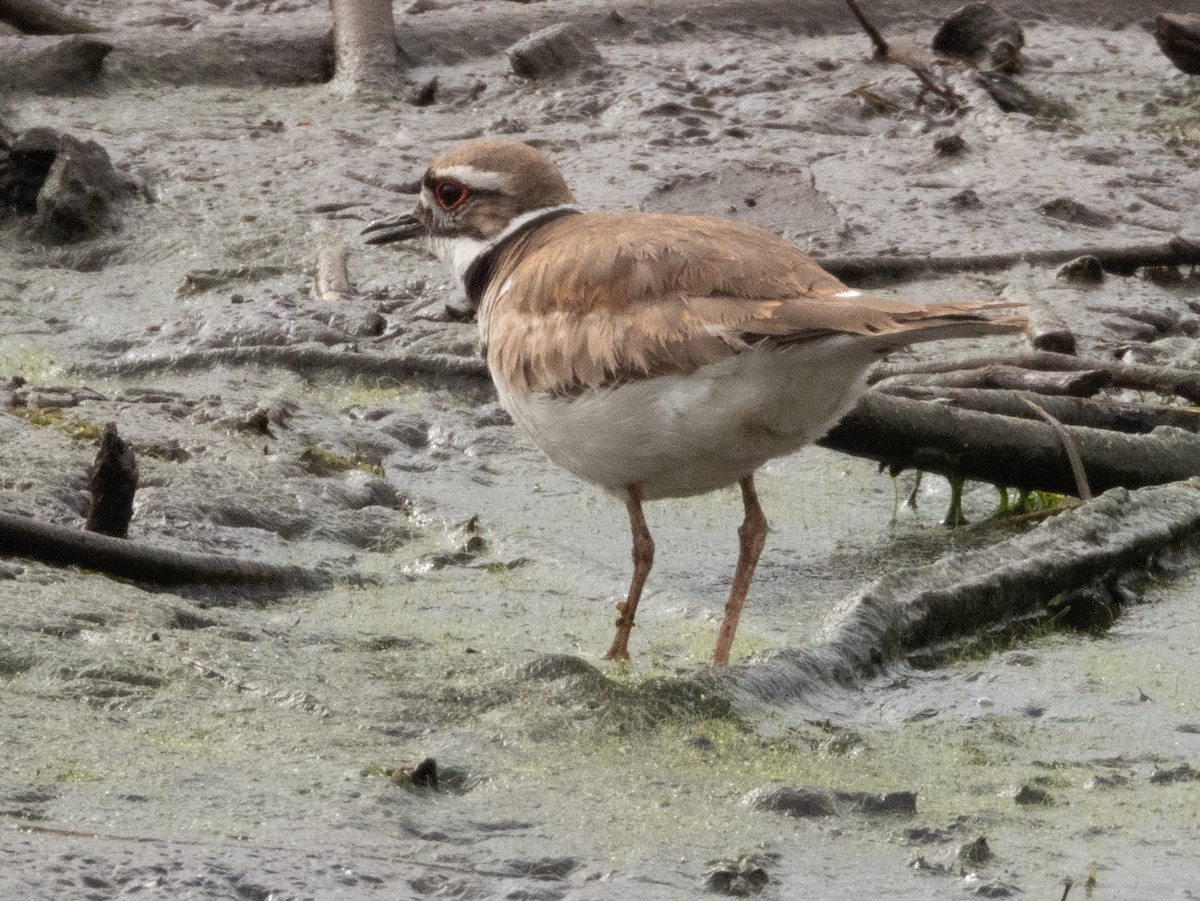 Killdeer - ML620354724